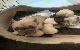 French Bulldog dogs for sale: Beautiful Pink, blue and tan and merl Frenchie’s - Image 15
