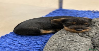 Dachshund dogs - Advert 2