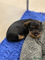 Dachshund dogs - Advert 6
