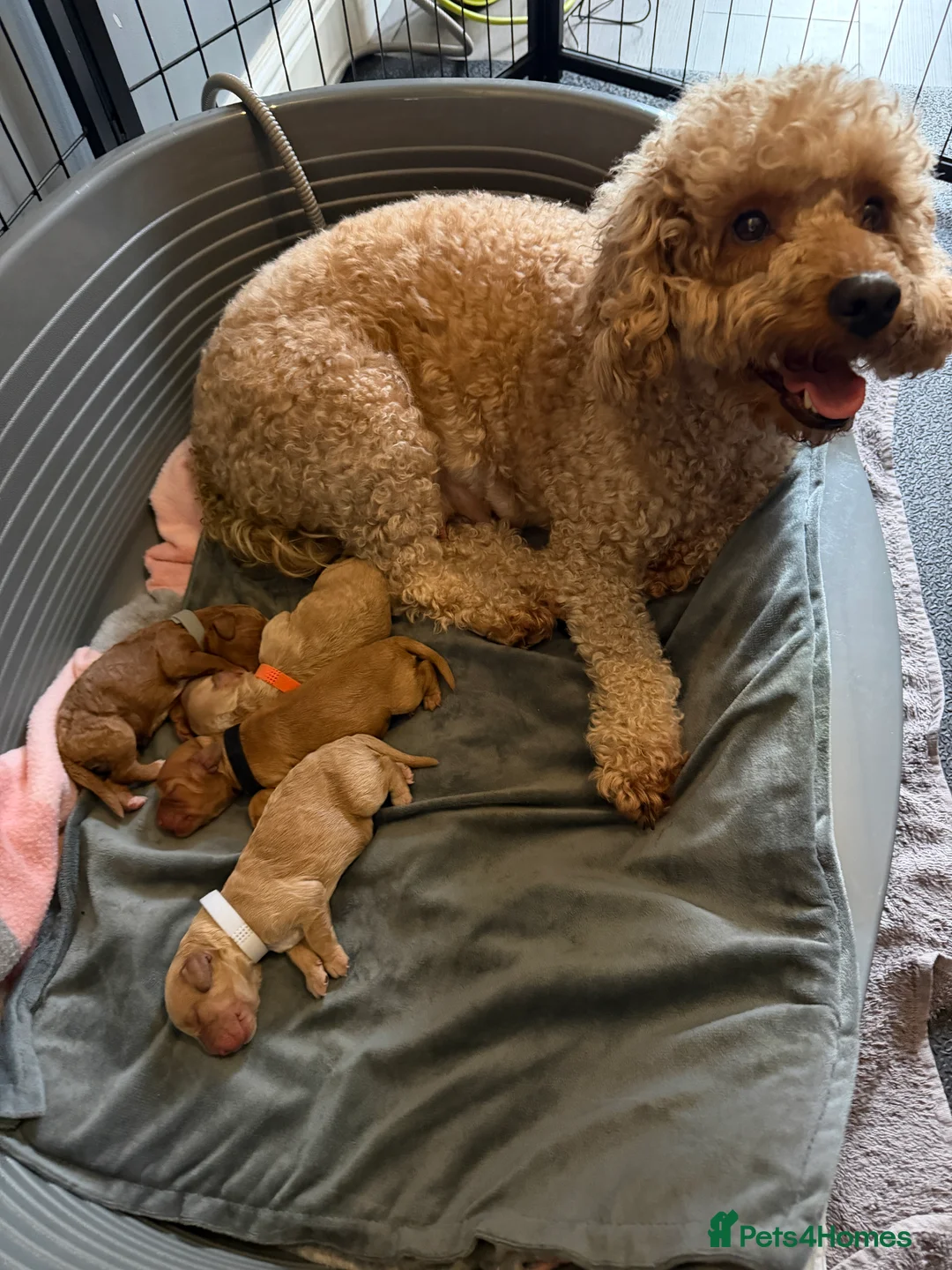 Cockapoo dogs for sale: COCKERPOO GIRLS F2B - Advert 18
