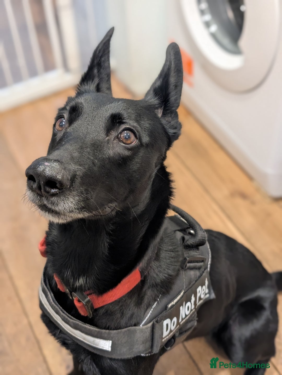 Belgian Shepherd Dog dogs for sale: Storm  - Advert 2