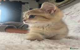 British Shorthair cats for sale: 1 BSH colour point & 4 rainbow BSH Chinchillas - Image 16