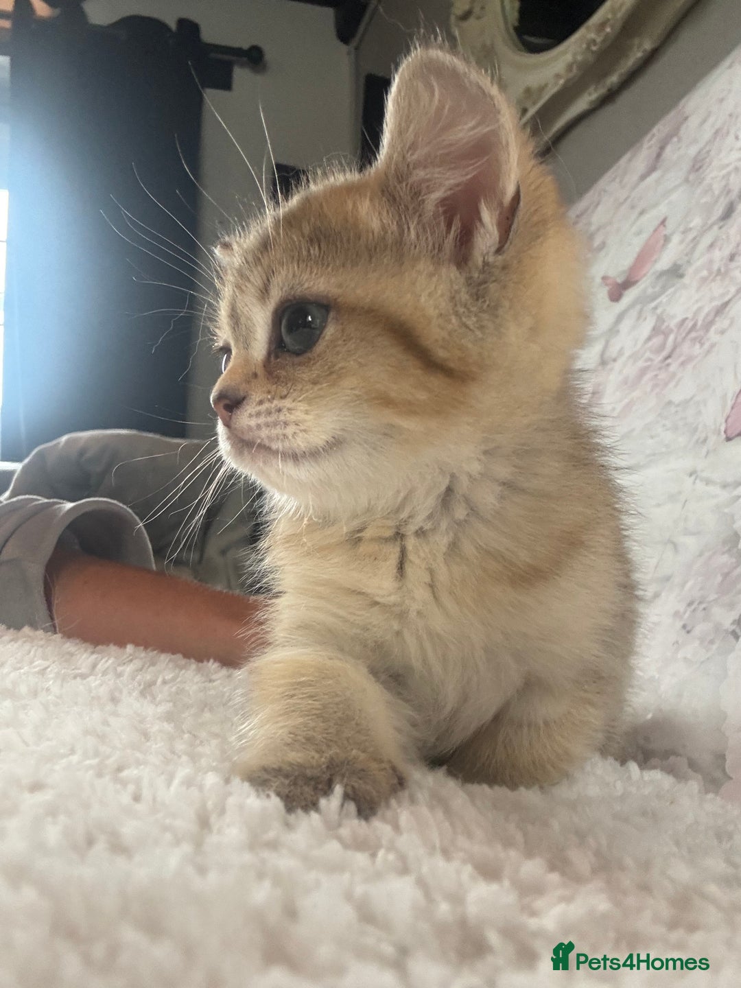 British Shorthair cats for sale: 1 BSH colour point & 4 rainbow BSH Chinchillas - Image 16