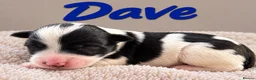 Miniature Schnauzer dogs for sale: 🐾 KC Registered Miniature Schnauzer Puppies - Advert 5