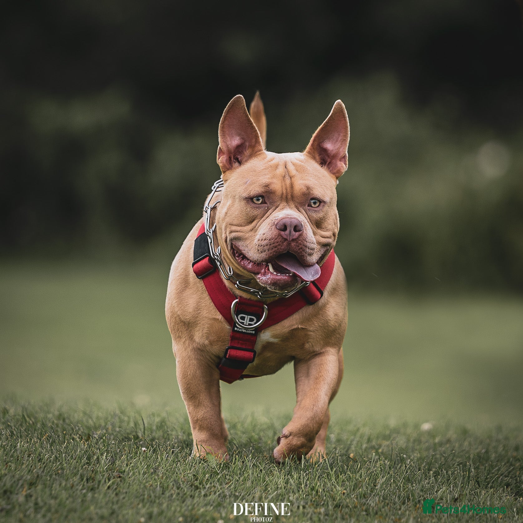 micro bully for sale