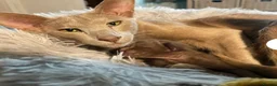 Oriental cats for sale: Fawn oriental kitten  - Advert 7