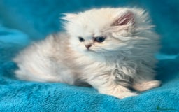 Persian cats for sale: Three Persian Chinchilla Kittens GCCF registered  - Image 9