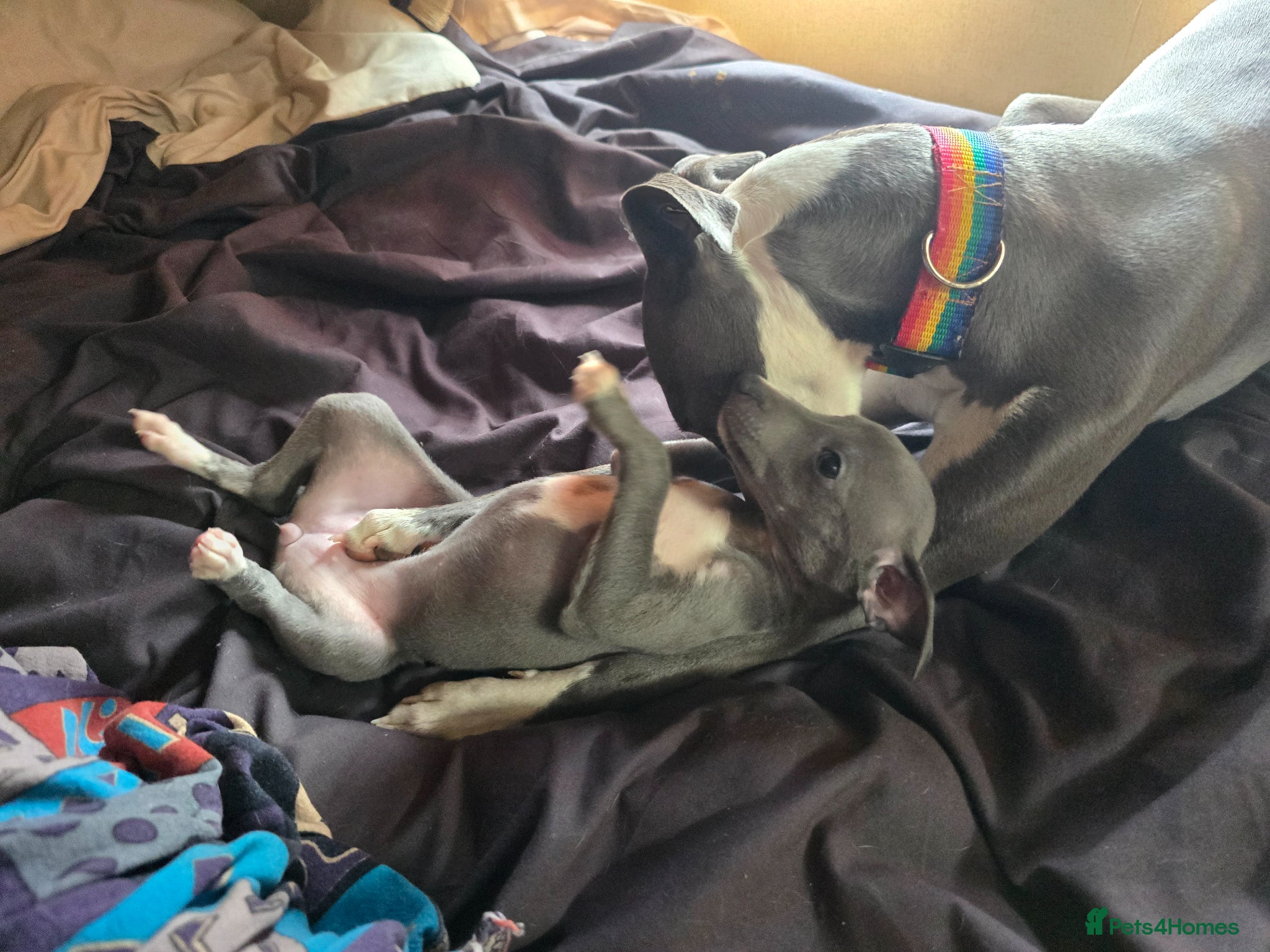 Mixed Breed dogs Wiggy puppies-Italian Greyhound x Whippet - Advert 2