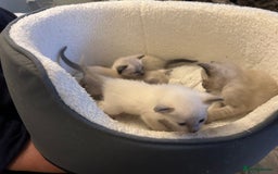 Siamese cats for sale: Traditional Siamese kittens  - Image 9