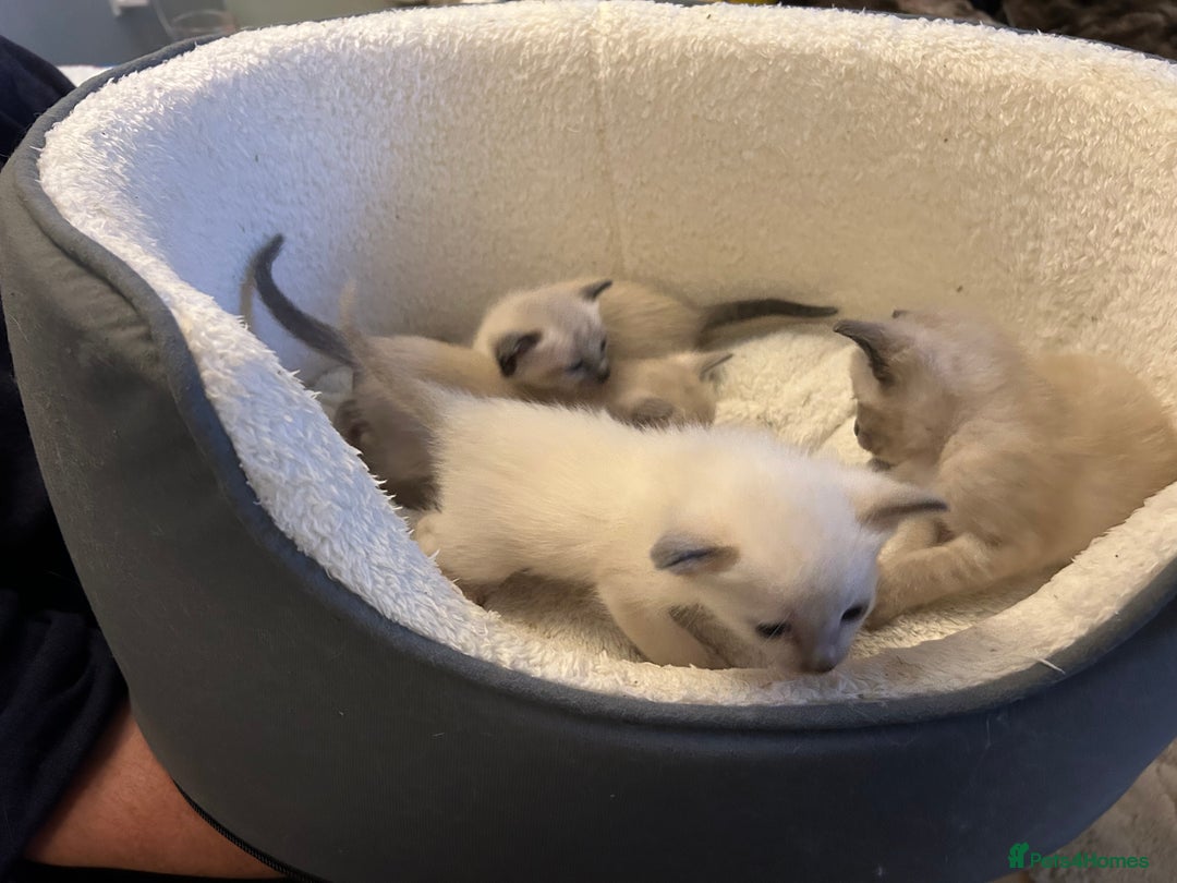 Siamese cats for sale: Traditional Siamese kittens  - Image 9