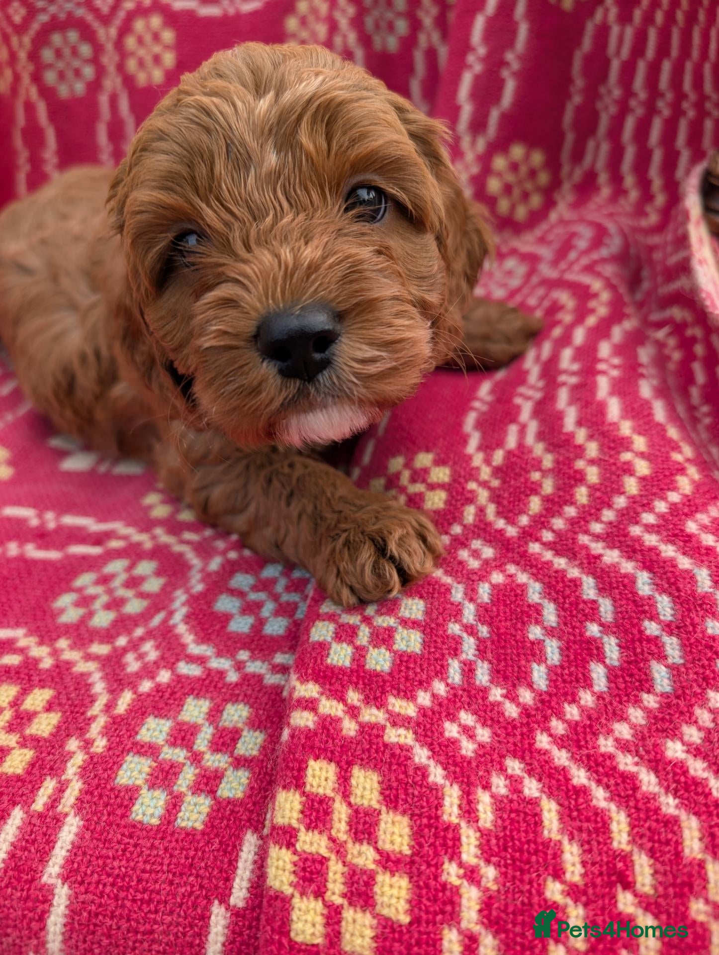 Cockapoo dogs ♥️Gorgeous Red F1b Miniature Cockapoo pups 1 Left - Advert 2