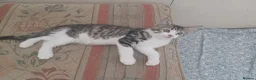 Mixed Breed cats for sale: Gorgeous Toyger Tabbies for Sale  - Advert 5