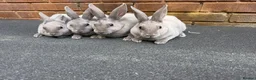 Rex rabbits for sale: Stunning lilac Baby mini Rex  - Advert 2