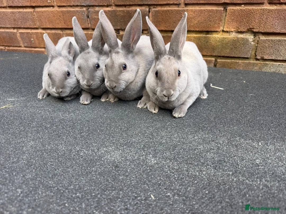 Rex rabbits for sale: Stunning lilac Baby mini Rex  - Advert 2