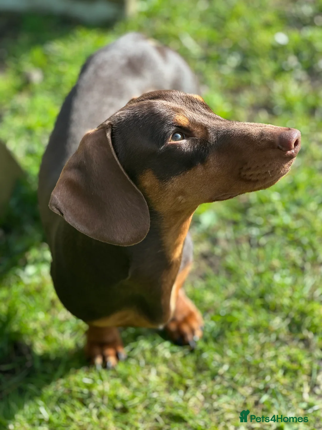Dachshund dogs for stud: Stud Available — “Rolo” the Chocolate Dachshund  - Advert 3