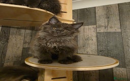 Maine Coon cats for sale: Maine Coon kittens avaliable - Image 5