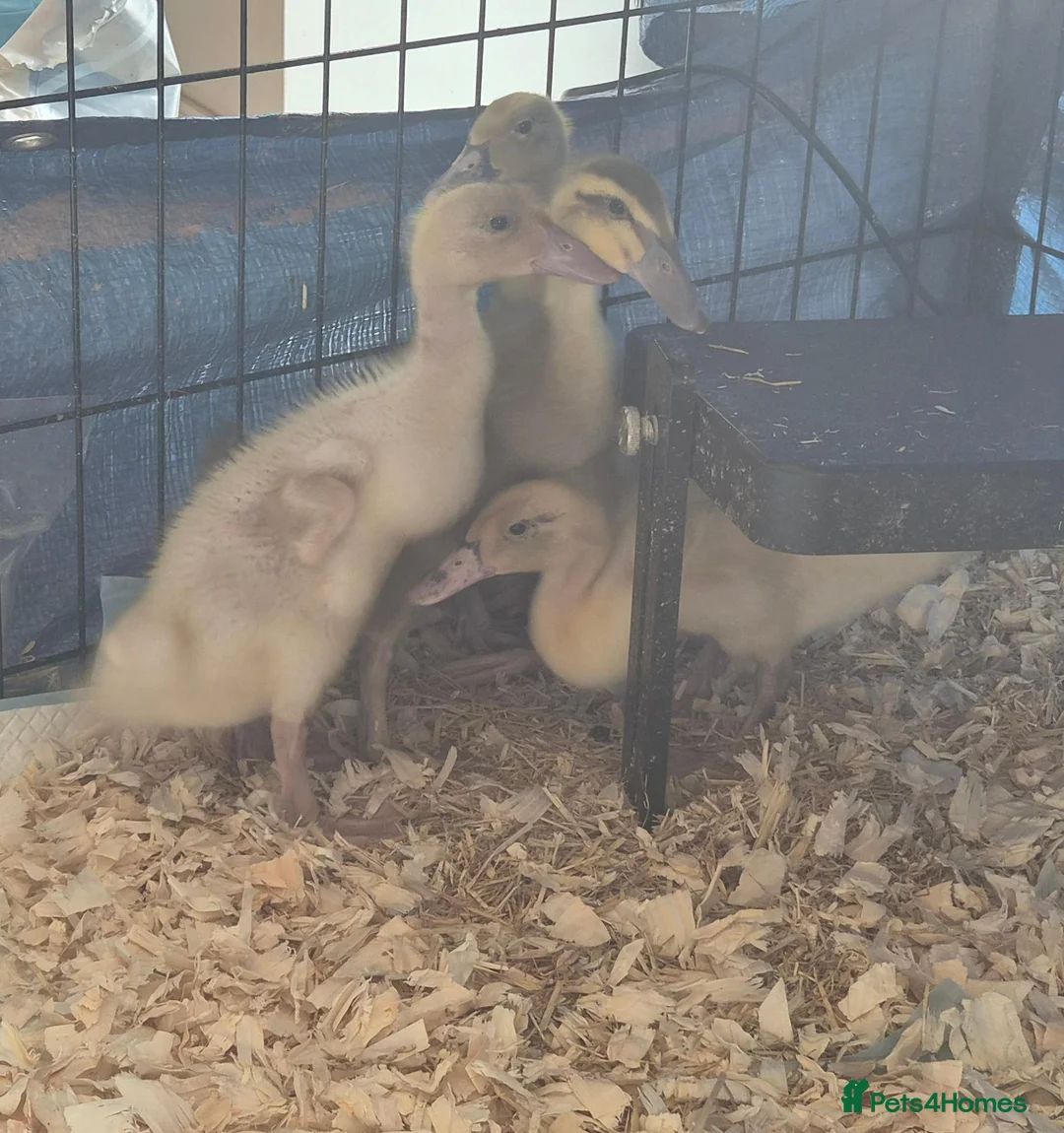Ducks poultry for sale: Indian runner ducklings  - Advert 3