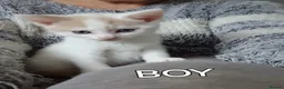 Mixed Breed cats for sale: Kittens looking for there forever homes. - Advert 13