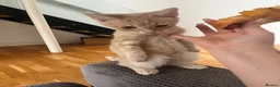 American Shorthair cats for sale: Aria - American Shorthair - Advert 4