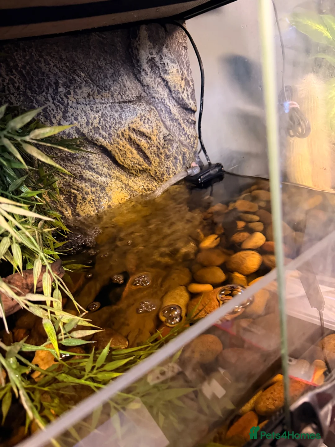 Newt reptiles for sale: 3 newts & full set up for sale 2 black, 1 albino  - Advert 3
