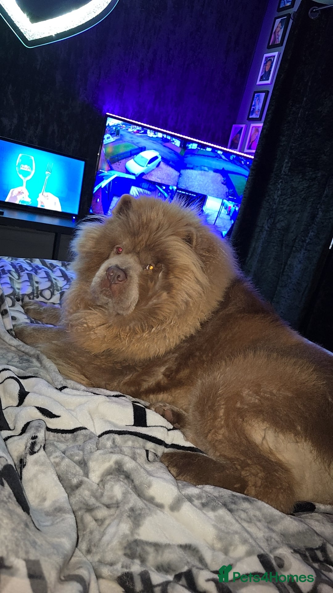 Chow Chow dogs for sale: Bear the chow chow  - Image 5