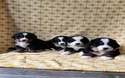 Bernese Mountain Dog dogs for sale: Kc Reg Bernese mountain dogs  - Image 17