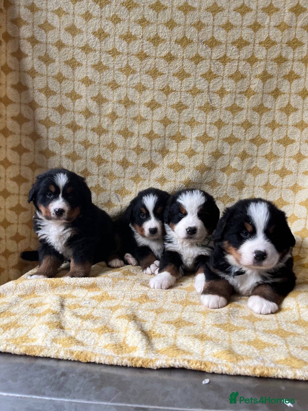 Bernese Mountain Dog dogs for sale: Kc Reg Bernese mountain dogs  - Image 17
