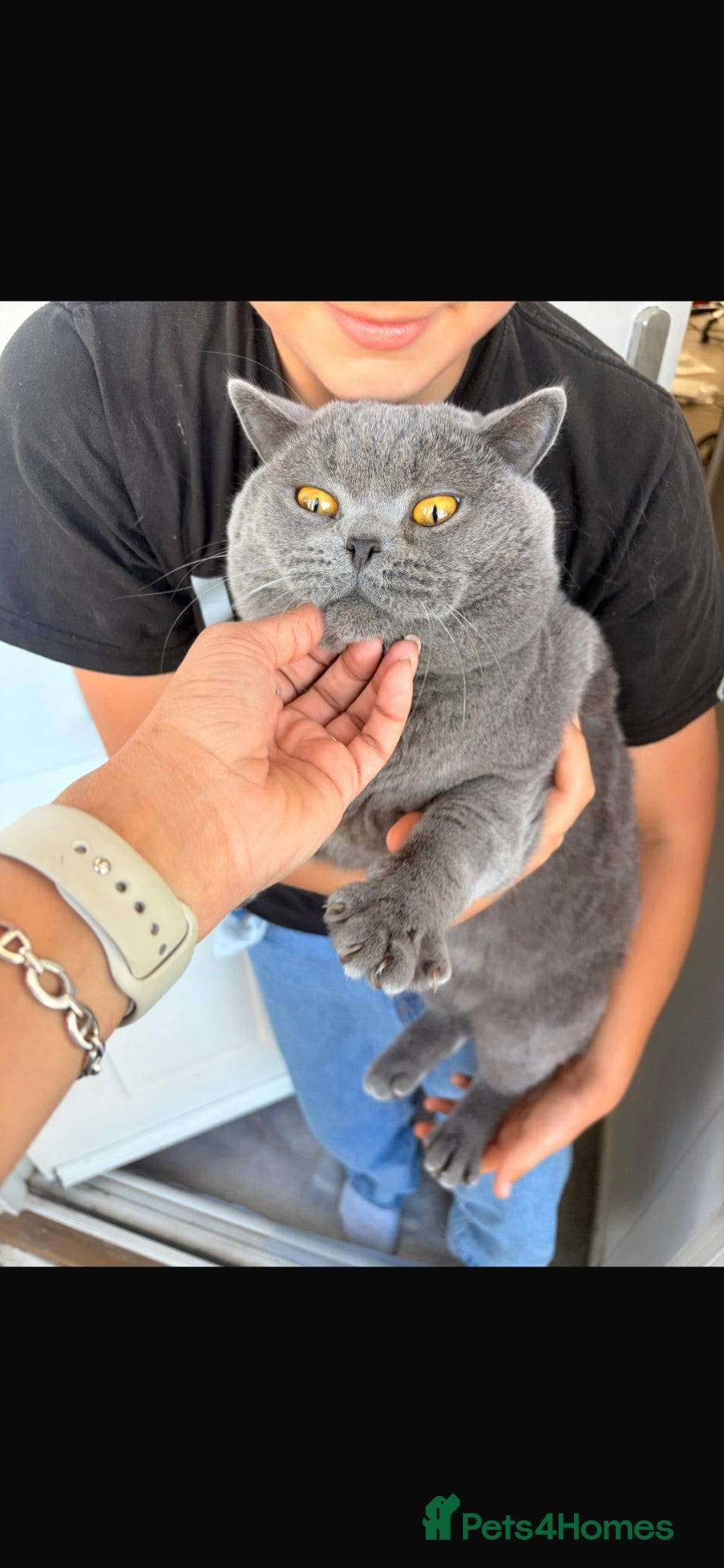 British Shorthair cats 2 x British Shorthair Mix For Sale!  - Advert 2