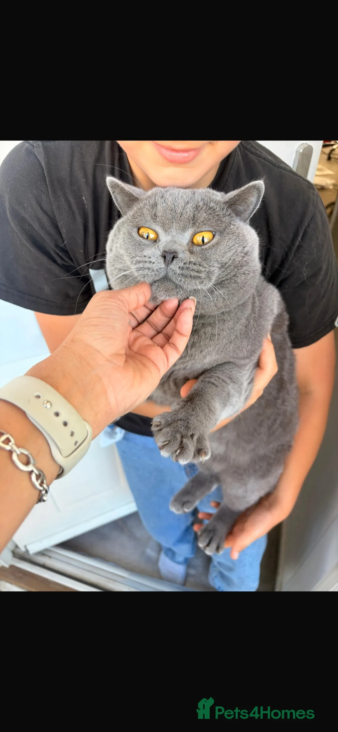 British Shorthair cats for sale: 2 x British Shorthair Mix For Sale!  in Birmingham - Advert 2