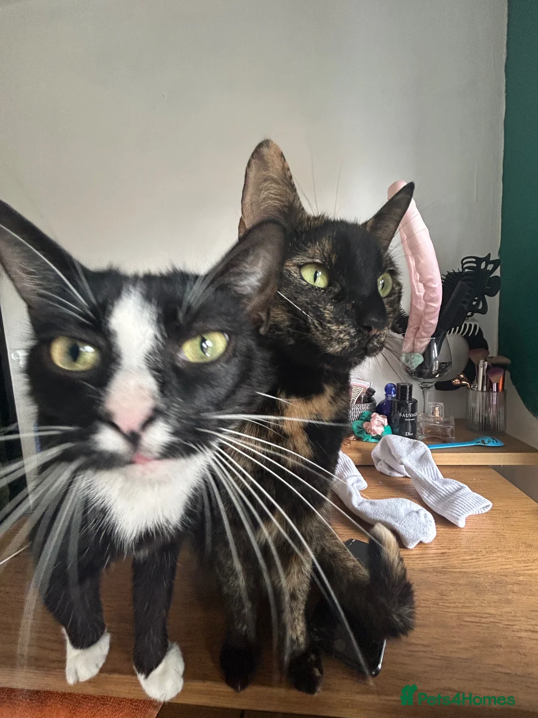 Domestic Shorthair cats for sale: Two Domestic male kittens  in Basingstoke - Advert 7