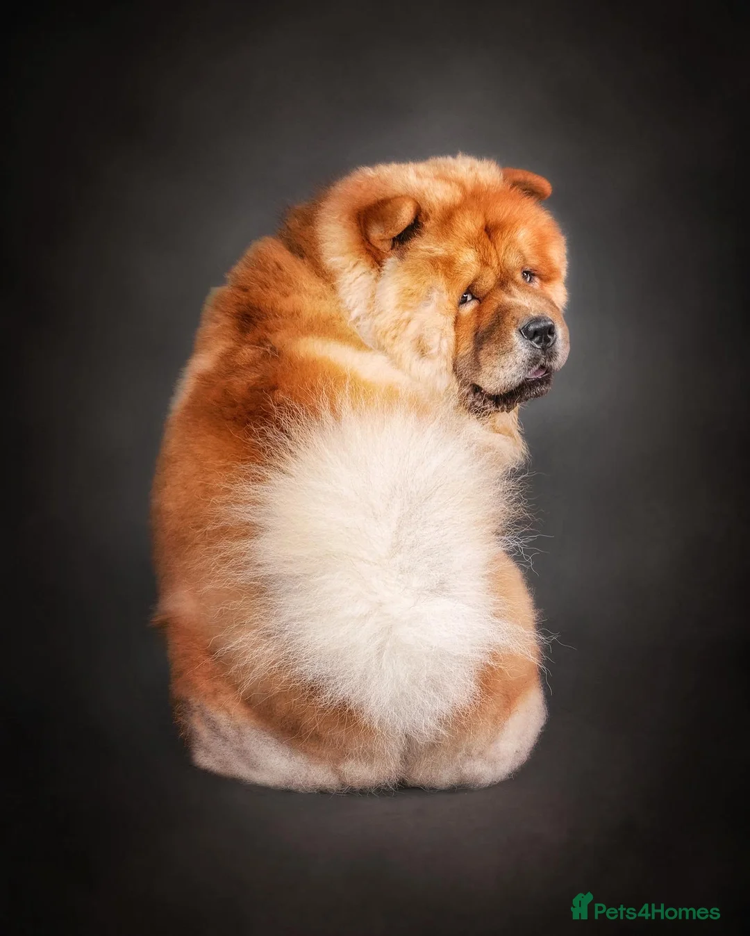 Chow Chow dogs for stud: *PROVEN* CHOW AVAILABLE FOR STUD! in Canterbury - Advert 4