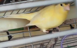Canaries birds for sale: Canaries x5 Canaries  - Image 3
