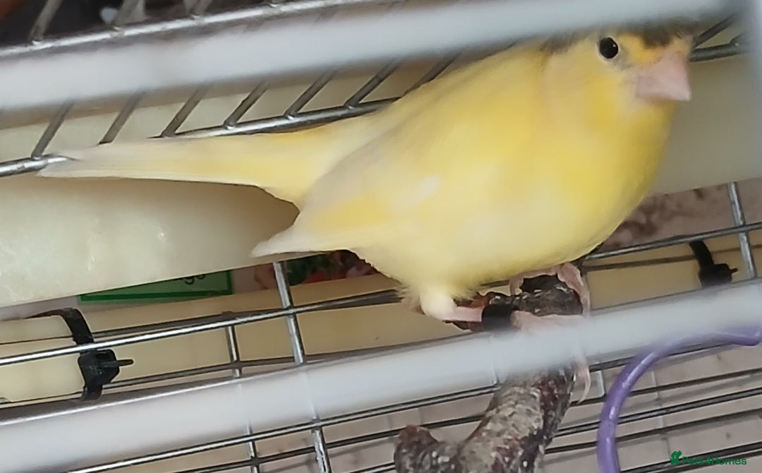 Canaries birds for sale: Canaries x5 Canaries  - Image 3