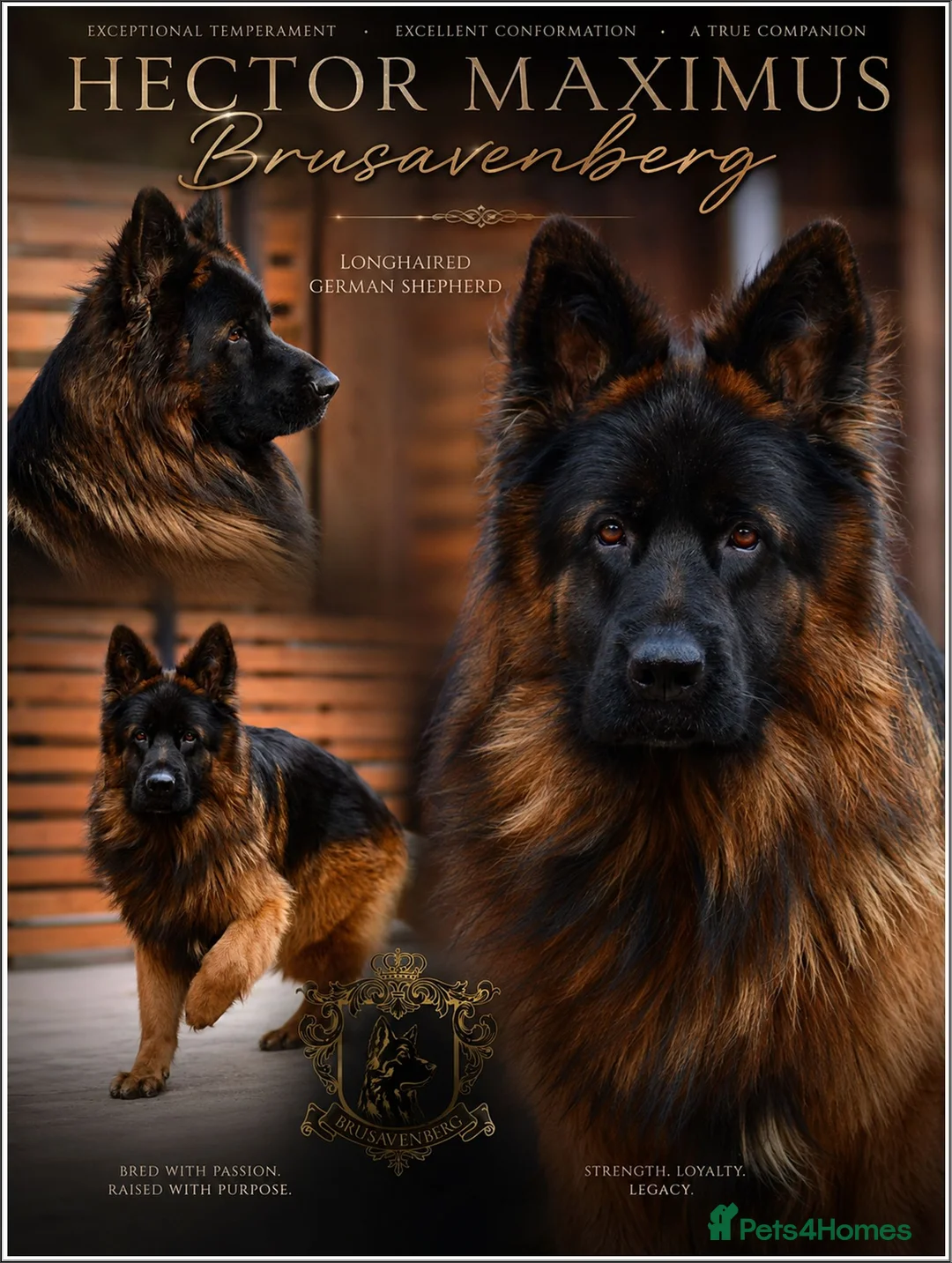 German Shepherd dogs for sale: LONGHAIRED SHOW TYPE GSD PUPPIES KC DNA - Advert 2