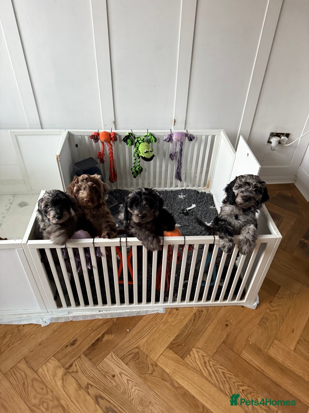 Cockapoo dogs for sale: F1 Merle Cockapoos - Image 4