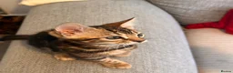 Bengal cats for sale: 2 Bengal kittens / girls for sale  - Advert 6