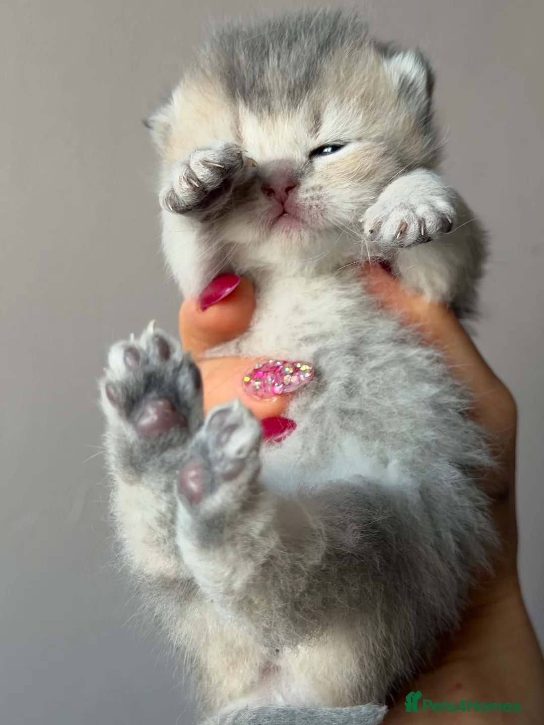 British Longhair cats for sale: British Longhair adorable kittens  - Advert 9