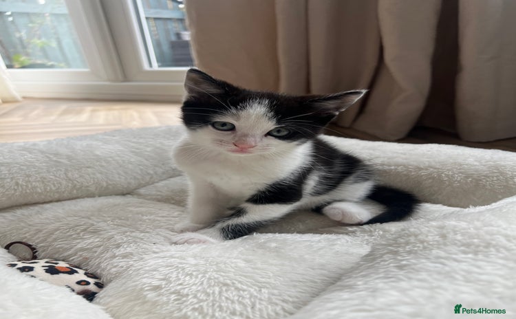 Domestic Shorthair cats - Advert 12