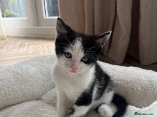 Domestic Shorthair cats - Advert 1