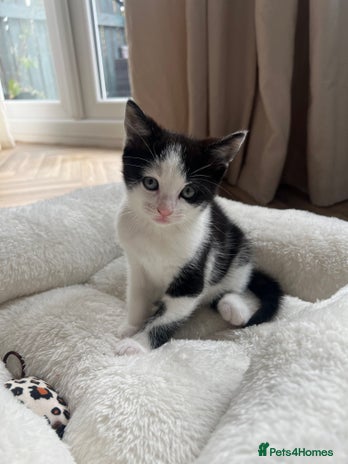 Domestic Shorthair cats - Advert 12