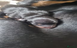 Miniature Pinscher dogs for sale: Pinscher miniatures  - Image 6