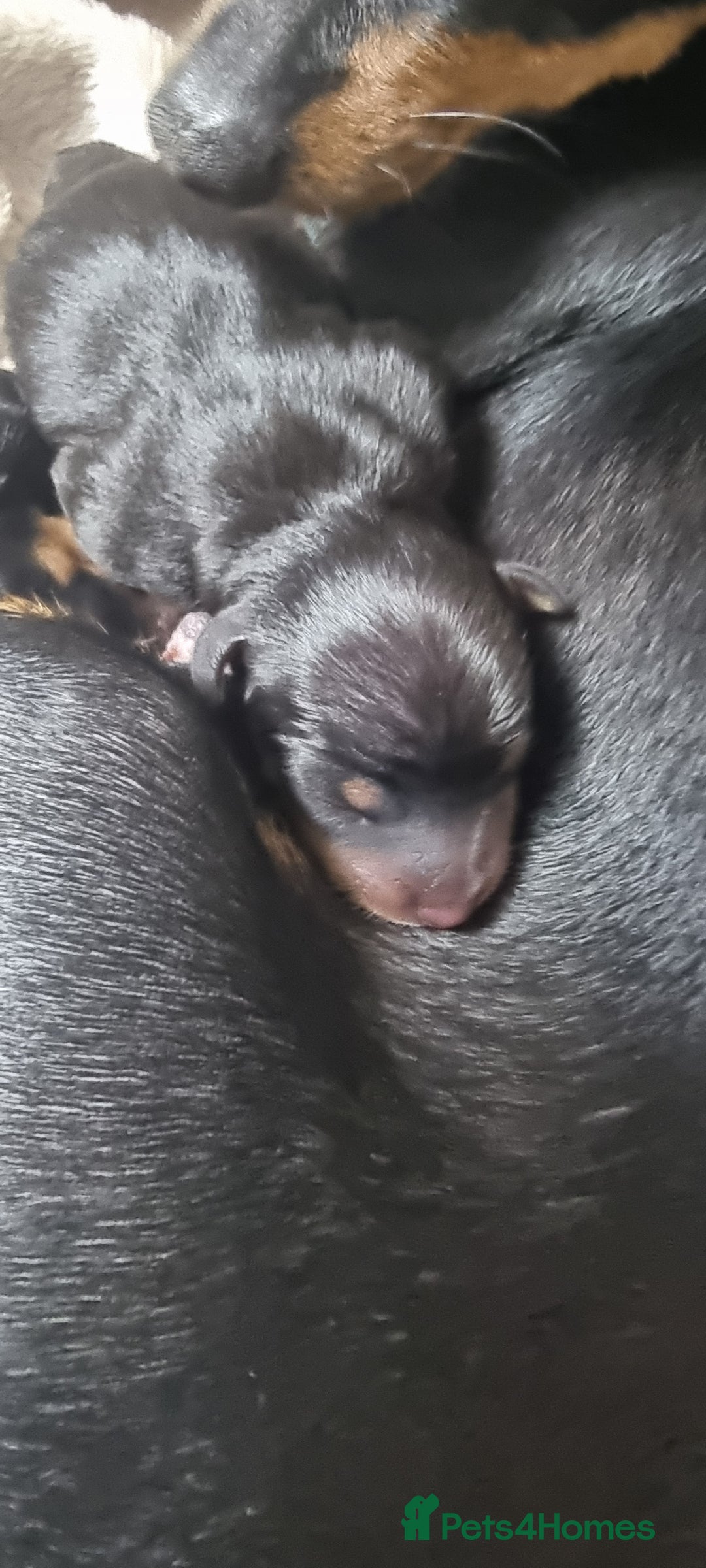 Miniature Pinscher dogs for sale: Pinscher miniatures  - Image 6