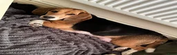 Beagle dogs for sale: Adorable and family friendly Beagle puppies in Accrington - Advert 1