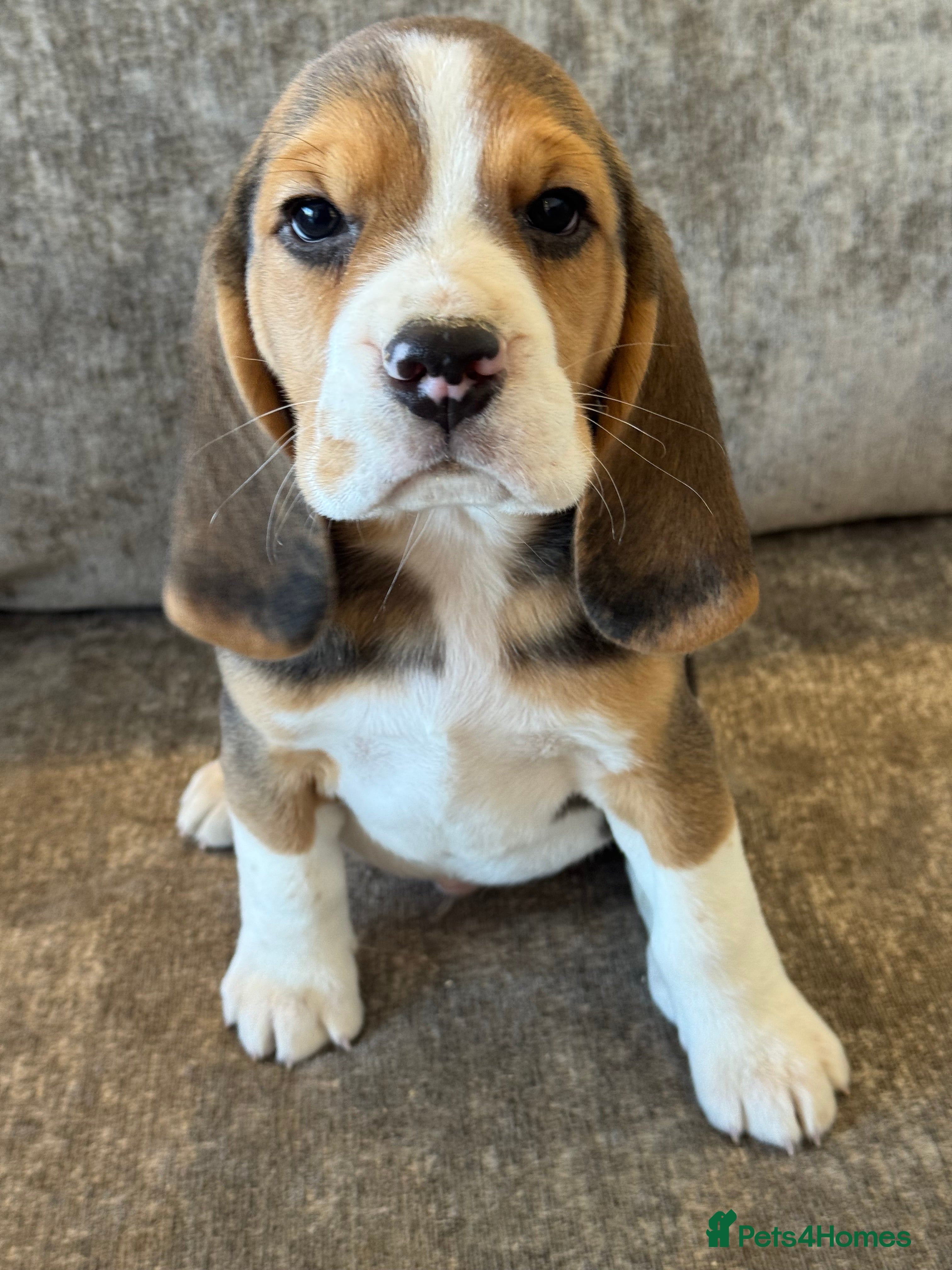 Beagle dogs TRUE SHOW TYPE KC REGISTERED BEAGLES - Advert 2