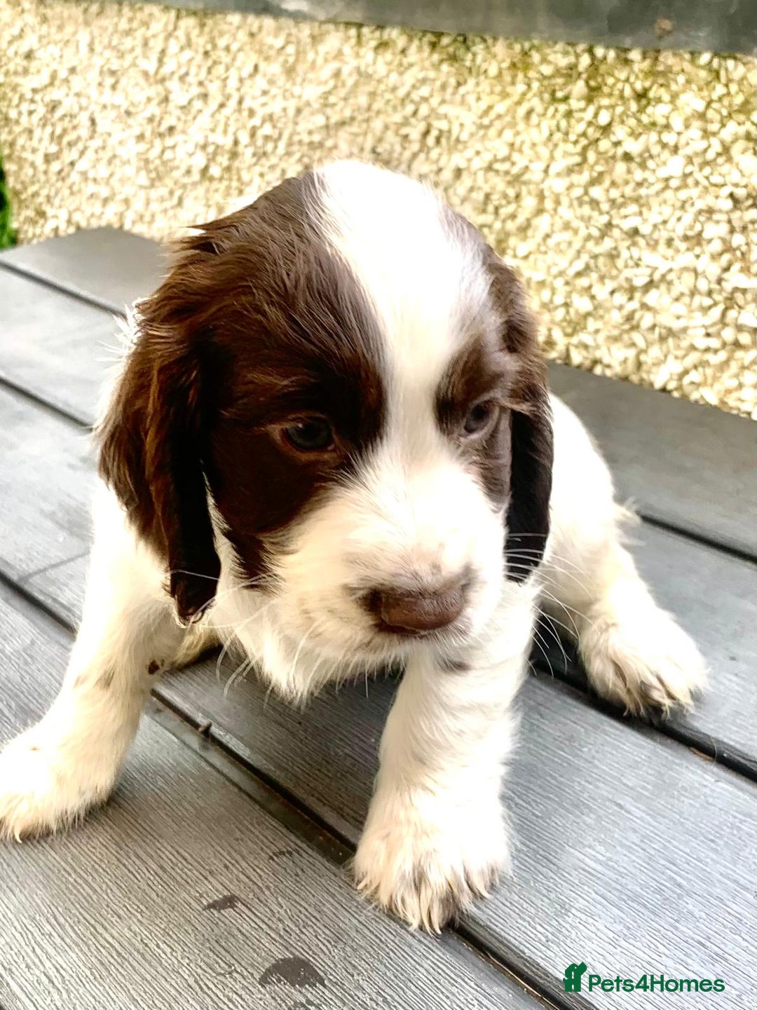 Cocker Spaniel dogs for sale: Working Cocker Spaniels. - Image 4