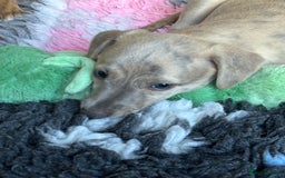 Whippet dogs for sale: BLUE BRINDLE GIRL!!! KC reg £1200 available now - Image 3
