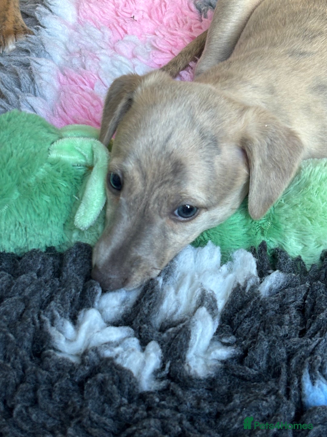 Whippet dogs for sale: BLUE BRINDLE GIRL!!! KC reg £1200 available now - Image 3