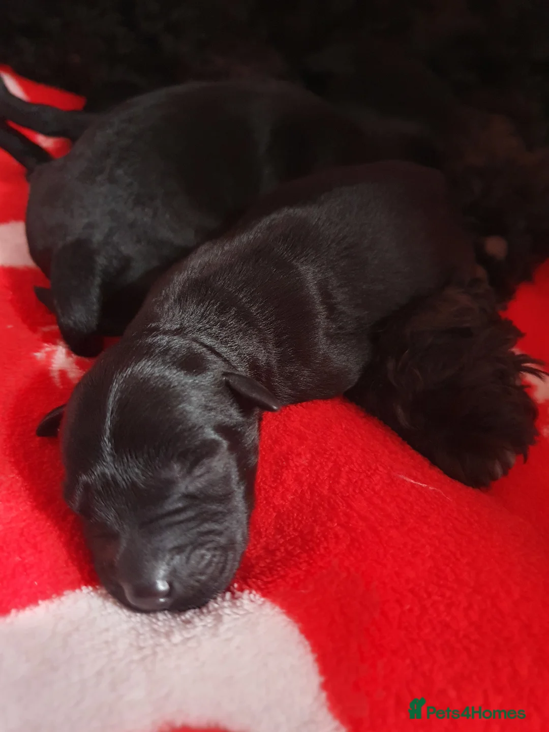 Kerry Blue Terrier dogs for sale: Kerry blue terrier puppies - Advert 2
