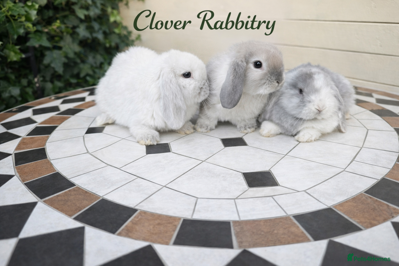 Mini Lop rabbits Pedigree Mini Lops last 3 in photos above  - Advert 2