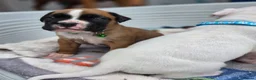 Boxer dogs for sale: Quality Beautiful KC Registered Boxer Puppies - Advert 3